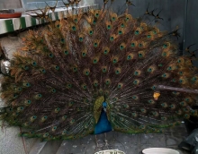 低碳環保友情漆 孔雀開屏來點贊 低碳環保友情漆 孔雀開屏來點贊